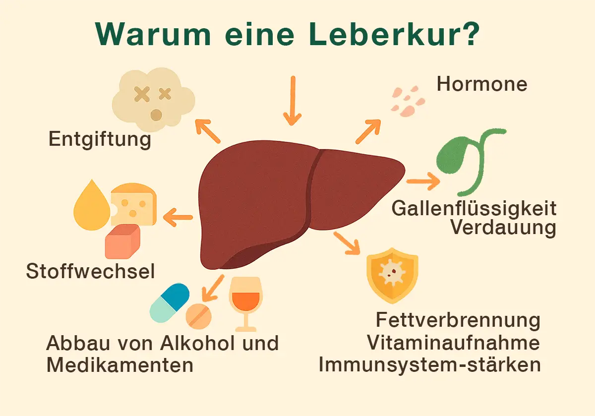 Sinn und Zweck einer Leberkur mit Heparform