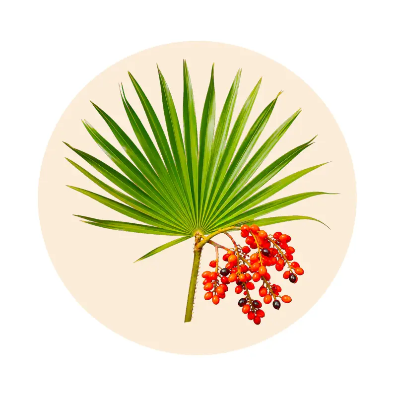 Sägepalme mit Früchten (Serenoa repens), Pflanzenextrakt der Urival-Rezeptur