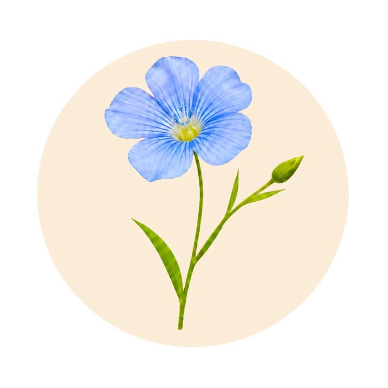Blaue Flachsblüte (Linum usitatissimum)
