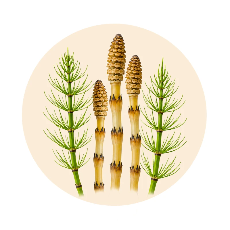 Acker-Schachtelhalm Equisetum arvense als pflanzlicher Bestandteil von Chlorellasan