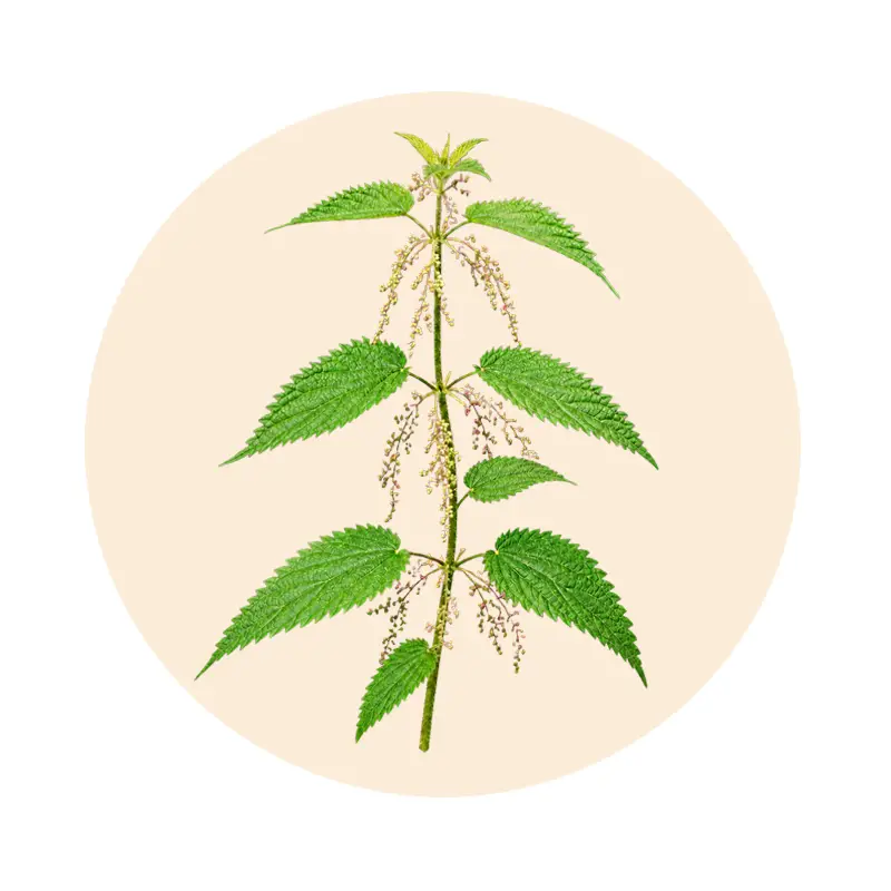 Große Brennnessel (Urtica dioica), Pflanzenextrakt der Urival-Rezeptur