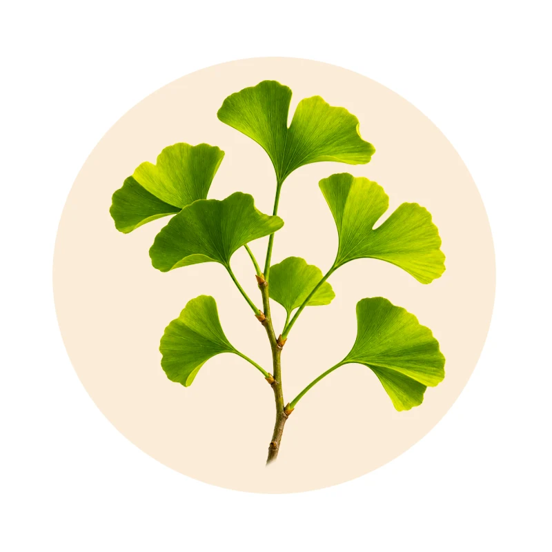 Ginkgo-biloba-Blätter als pflanzlicher Hauptbestandteil von Adolon