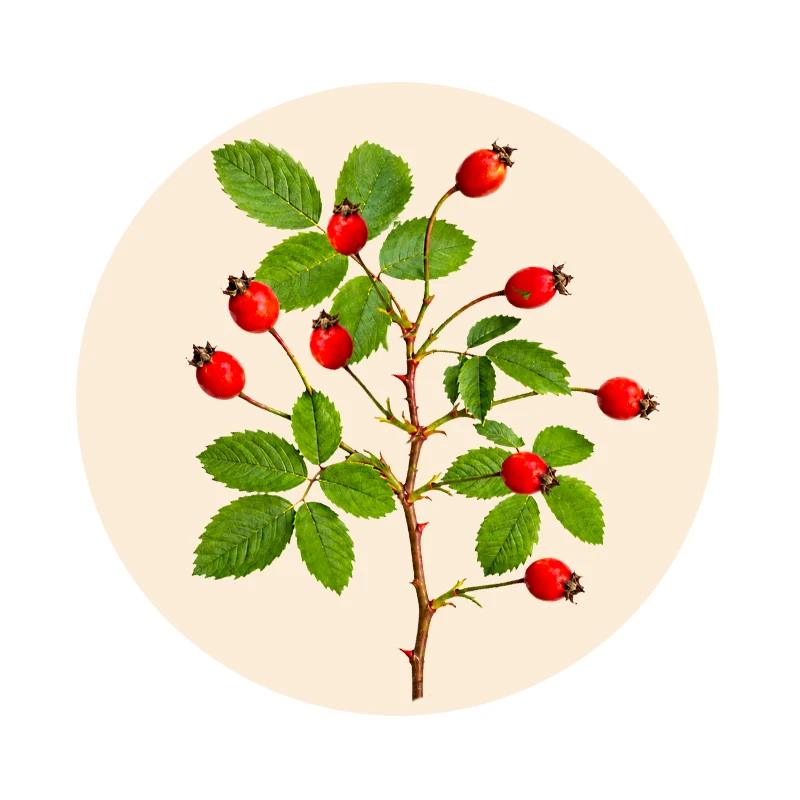 Hagebutte als pflanzliche Vitamin-C-Quelle in VitaminCmulti