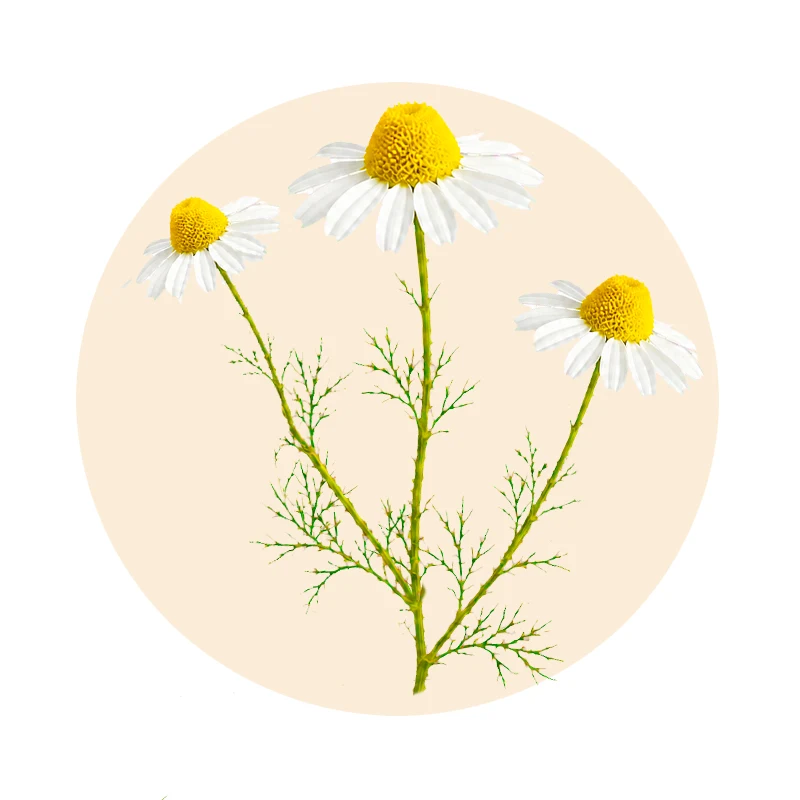 Botanische Illustration der Echten Kamille mit gelb-weißen Blüten