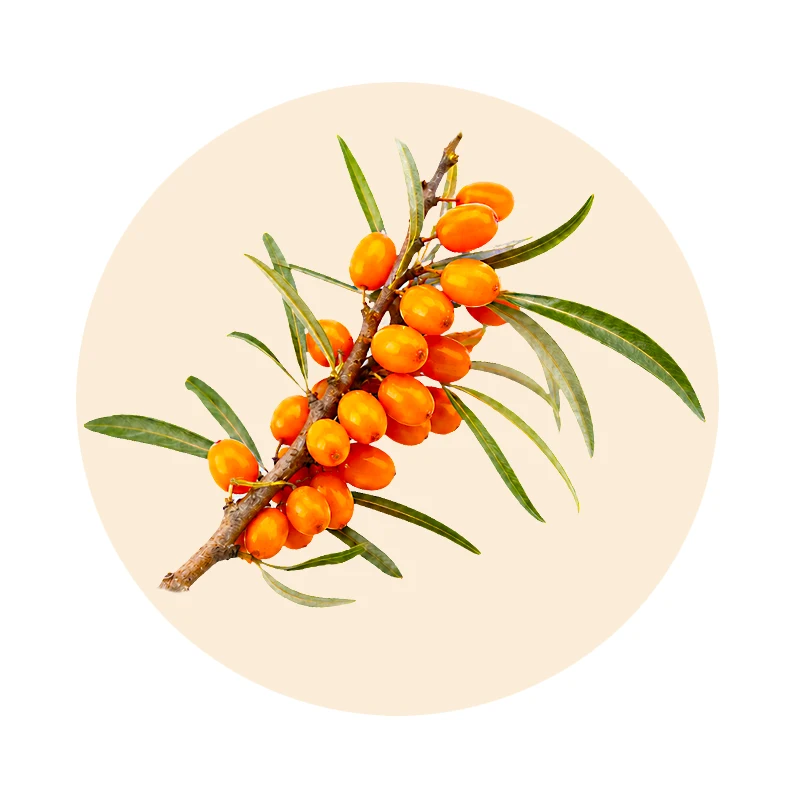 Sanddorn als pflanzliche Vitamin-C-Quelle in VitaminCmulti