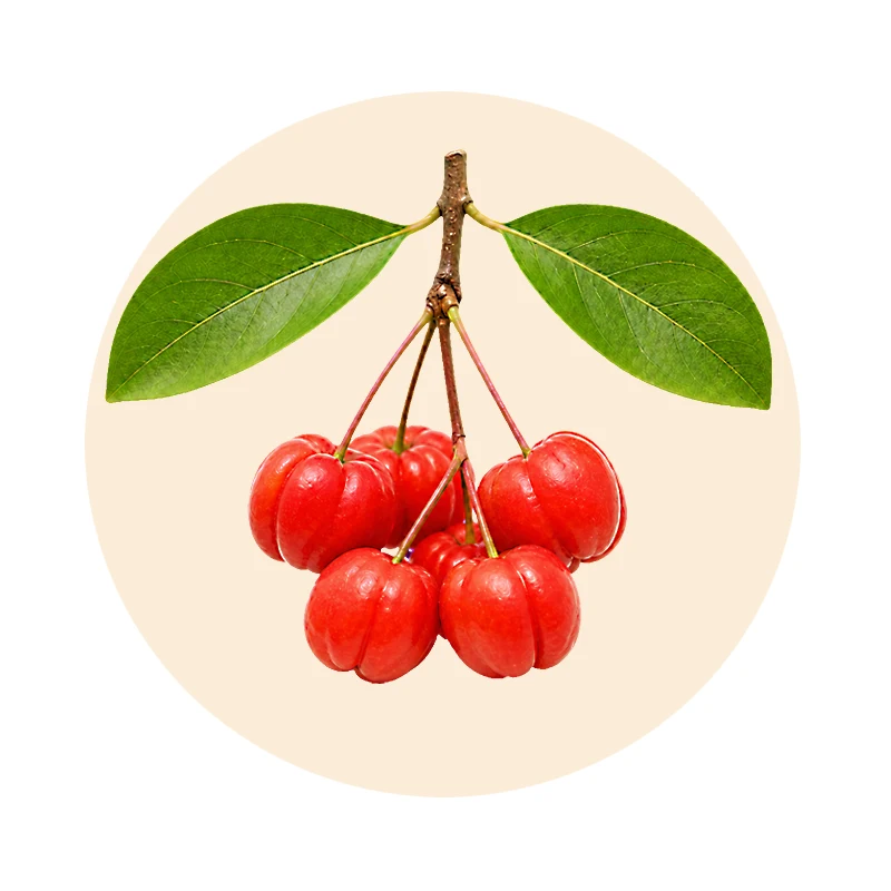 Illustration von Acerolafrüchten für den Acerola-Extrakt in MSM-Pro-1000®
