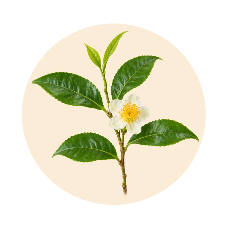 Grüner Tee Camellia sinensis als Pflanzenextrakt in Chlorellasan