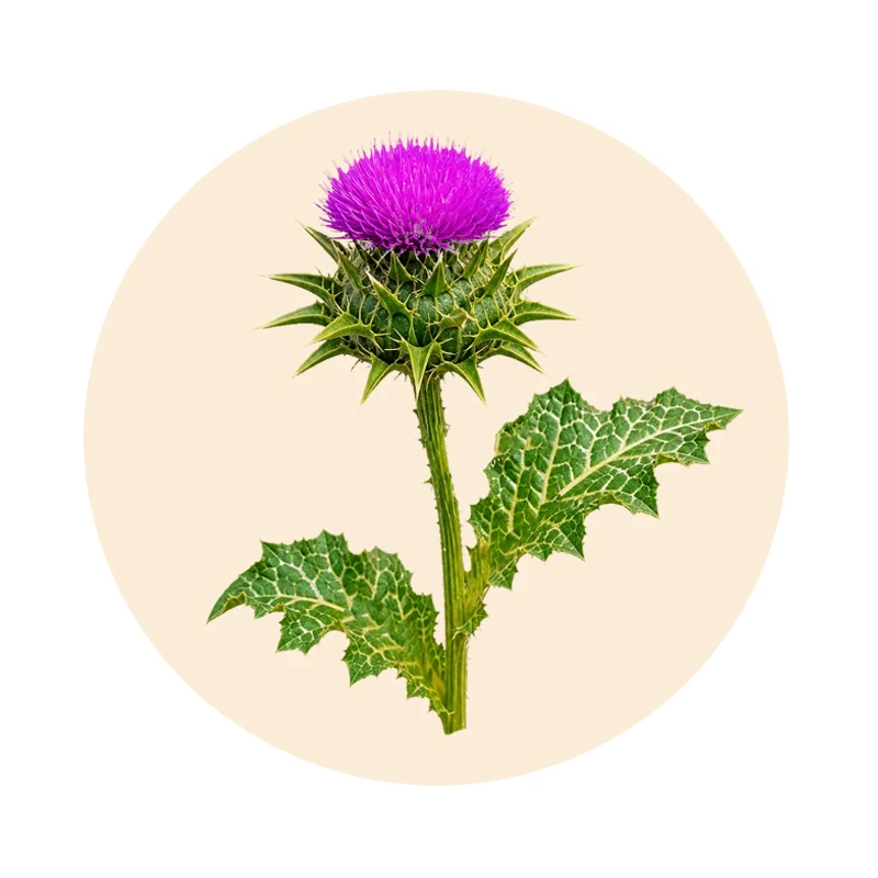 Mariendistel mit violetter Blüte und grünen Blättern (Silybum marianum)
