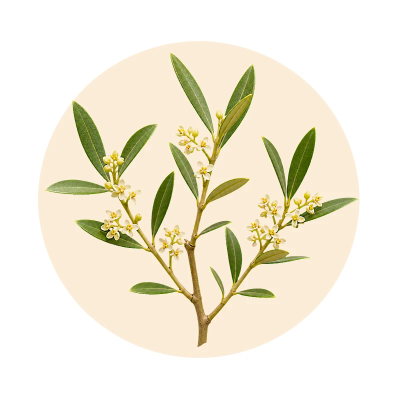 Olivenblatt-Extrakt aus Olea europaea als Bestandteil von Mykodarm