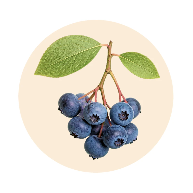 Blaubeeren mit grünen Blättern (Vaccinium myrtillus)