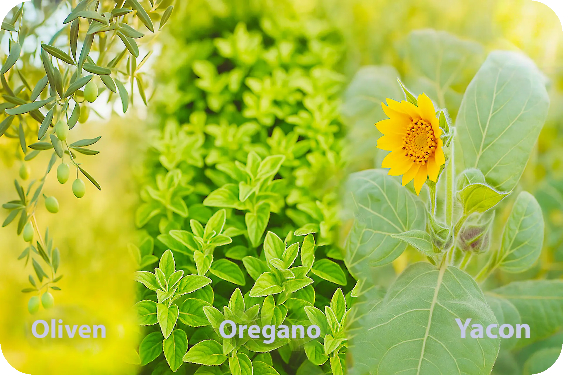 Illustration zu Darmflora, Mikrobiom und pflanzlichen Inhaltsstoffen von Mykodarm