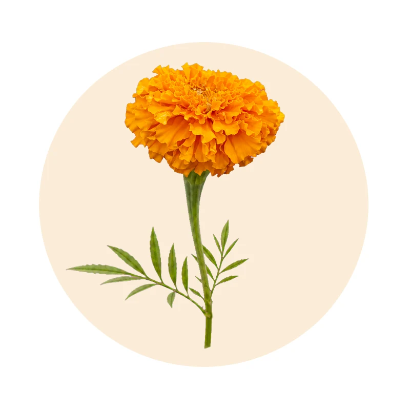 Orangefarbene Studentenblume (Tagetes erecta)