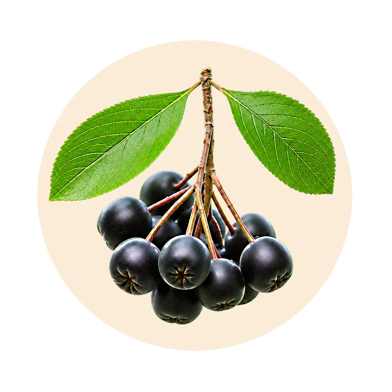 Schwarze Aroniabeeren mit grünen Blättern