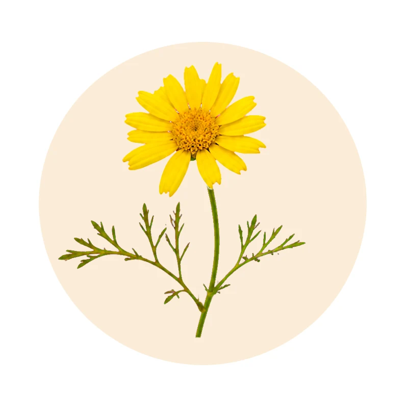 Gelbe Blüten von Chrysanthellum americanum
