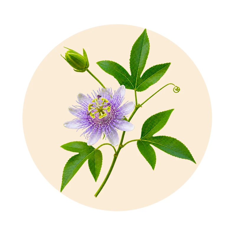 Botanische Illustration einer Passionsblume mit violetter Blüte und grünen Blättern