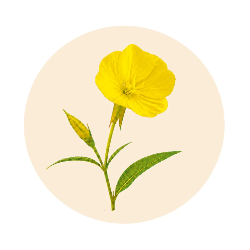 Gelbe Nachtkerzenblüte (Oenothera biennis)