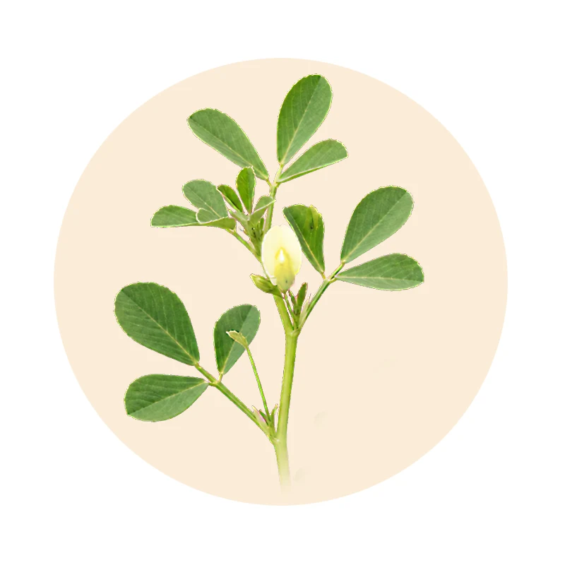 Bio-Bockshornklee Trigonella foenum-graecum als Pflanzenrohstoff von Cholesform