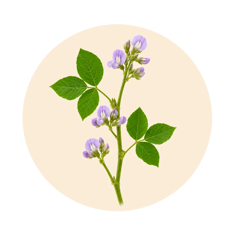 Soja Glycine max als Quelle der Isoflavone in Moveran
