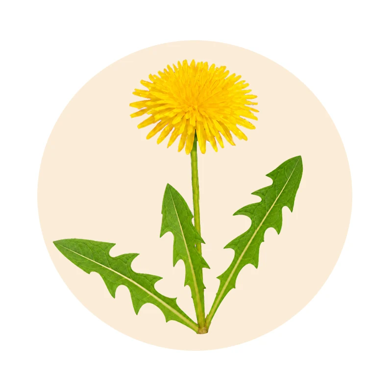 Löwenzahn mit gelber Blüte und grünen Blättern (Taraxacum officinale)