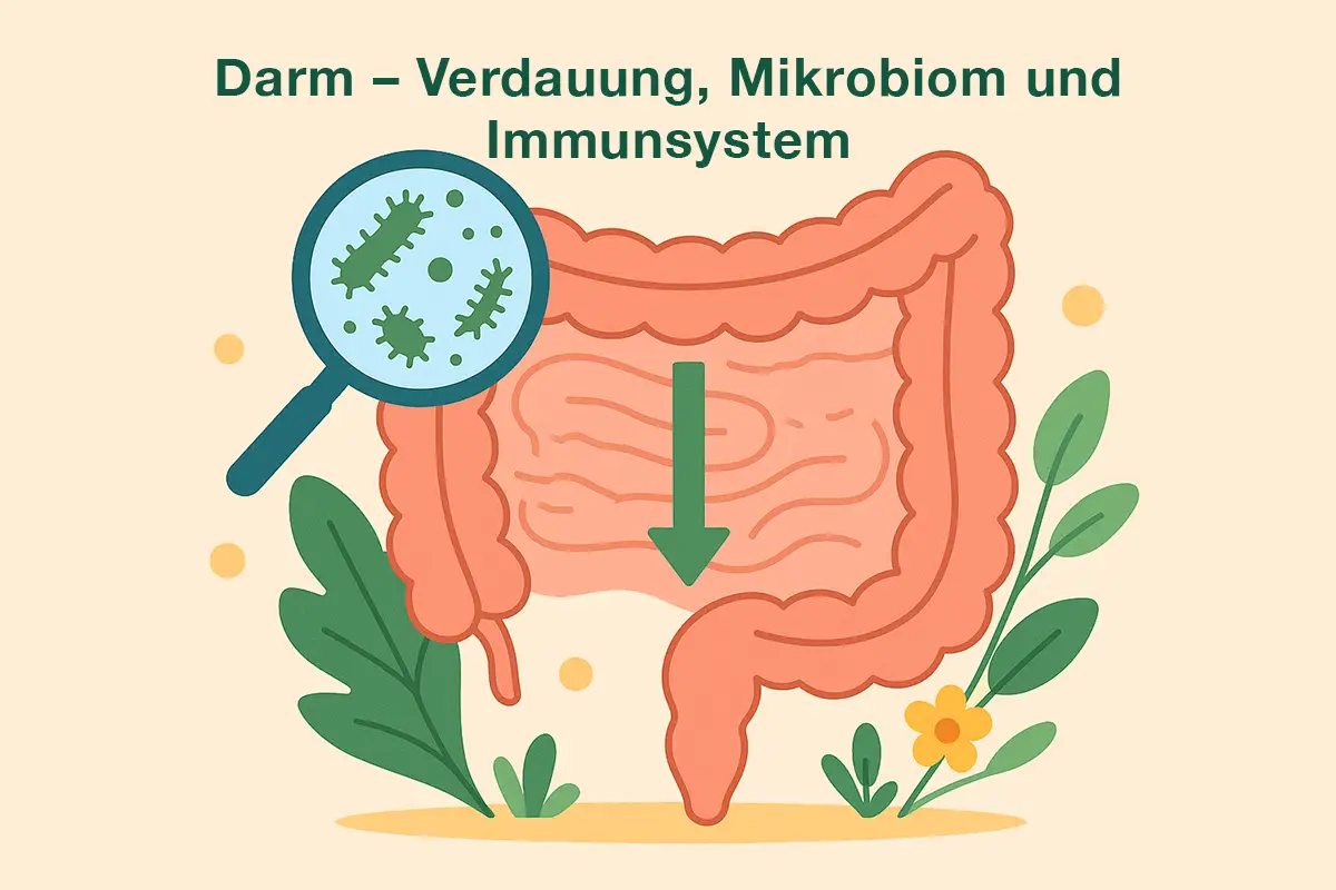 Darm – Verdauung, Mikrobiom und Immunsystem