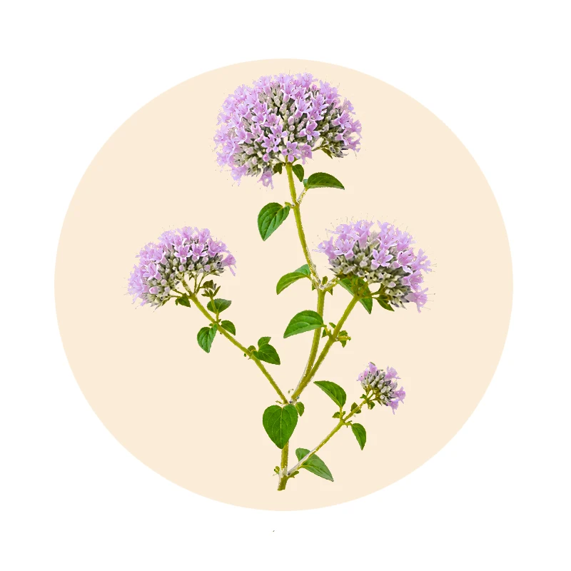 Oregano-Extrakt aus Origanum vulgare als Bestandteil von Mykodarm