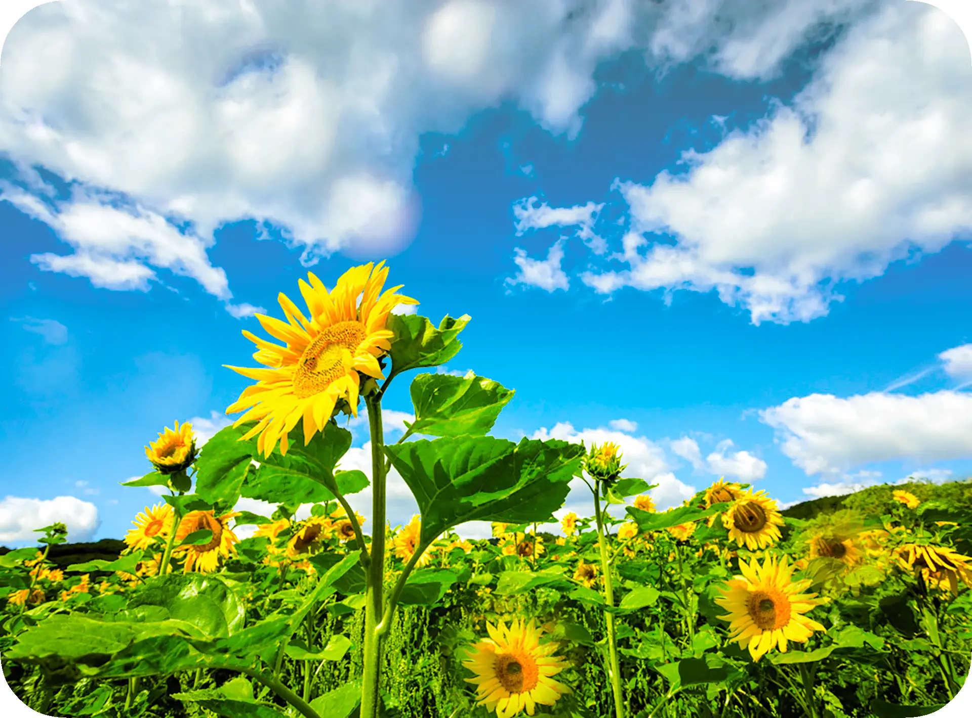 Sonnenblumen als Ursprung des Sonnenblumenöls für die Dedrumin Rezeptur