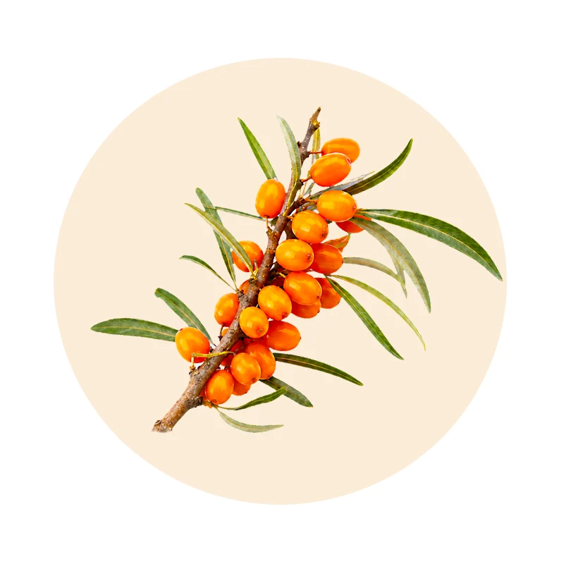 Sanddorn Hippophae rhamnoides als pflanzlicher Bestandteil von Adolon