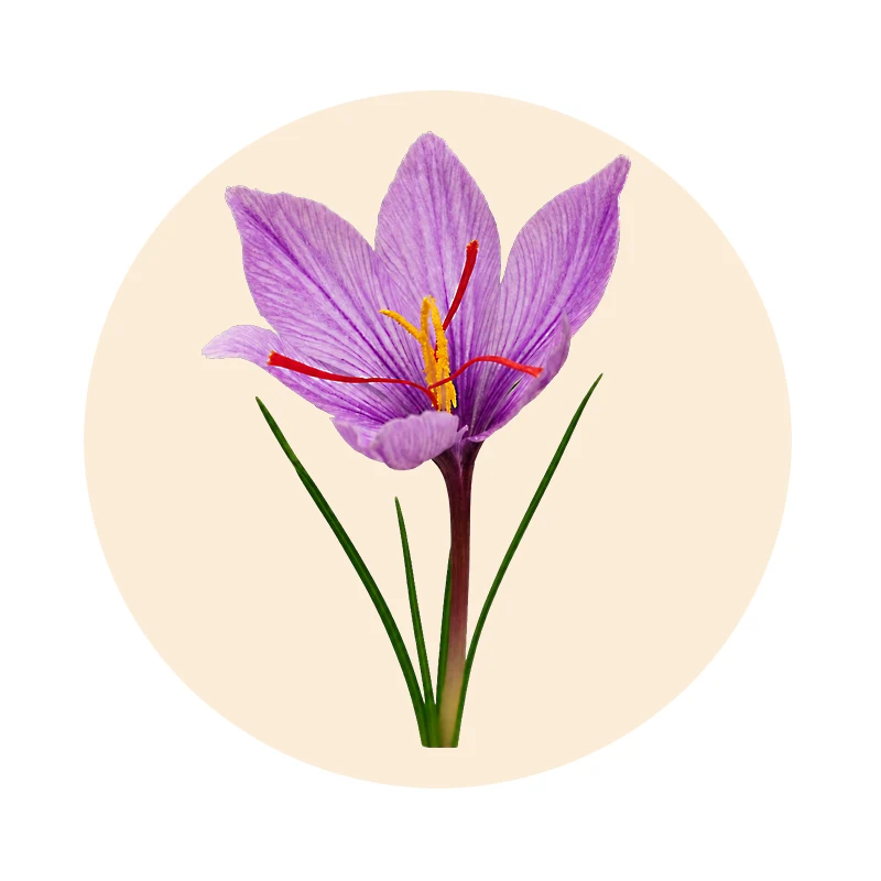 Violette Safranblüte (Crocus sativus)