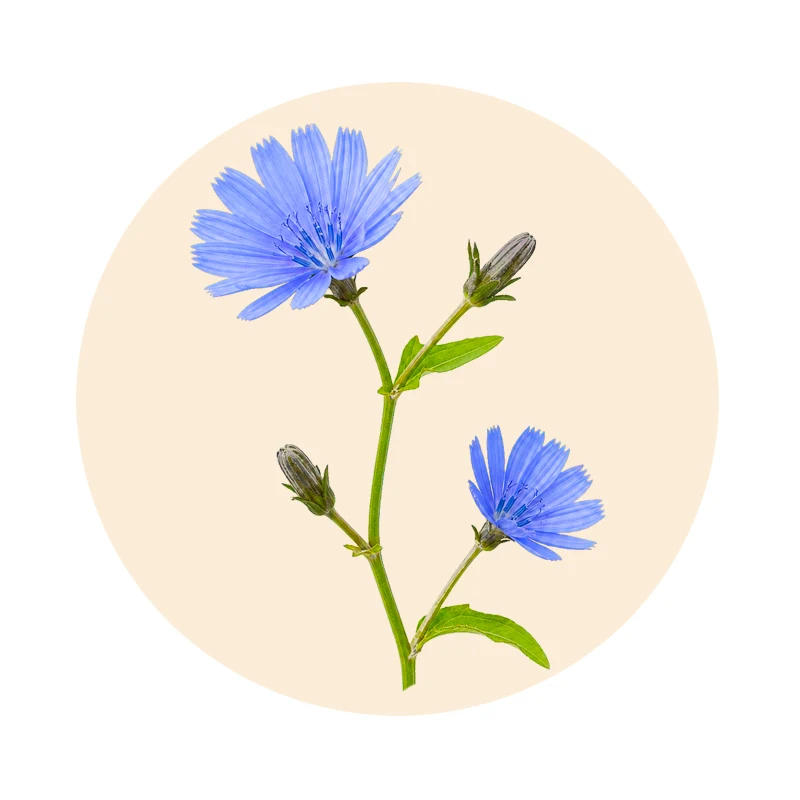 Chicorée (Cichorium intybus) als pflanzliche Quelle für Inulin in Olvuson