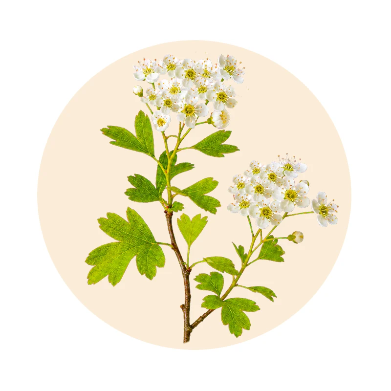 Botanische Illustration von Weißdorn mit weißen Blüten und grünen Blättern