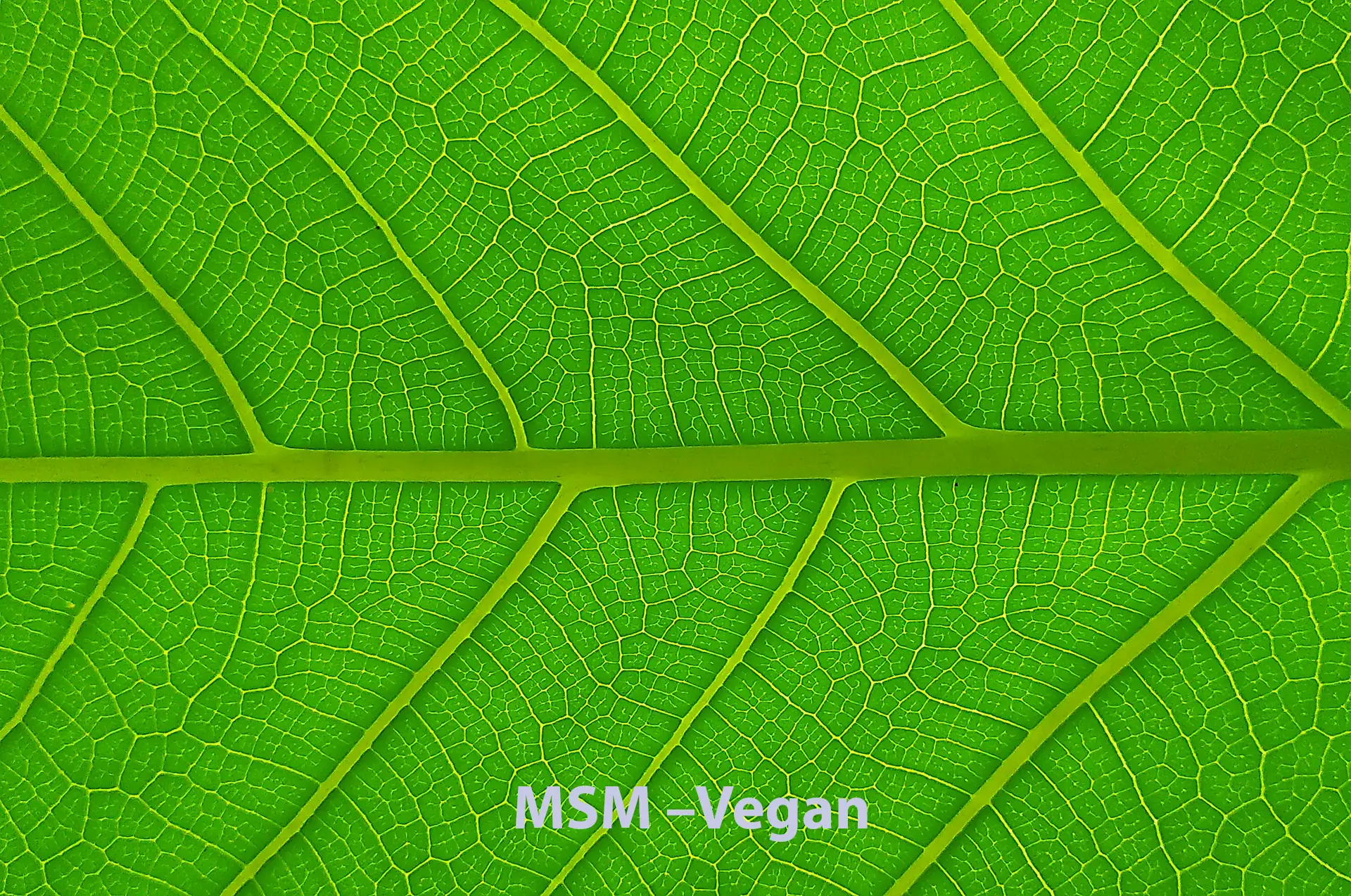Zutatenübersicht: MSM, Acerola-Extrakt (Vitamin C) und Kupfer – MSM-Pro-1000