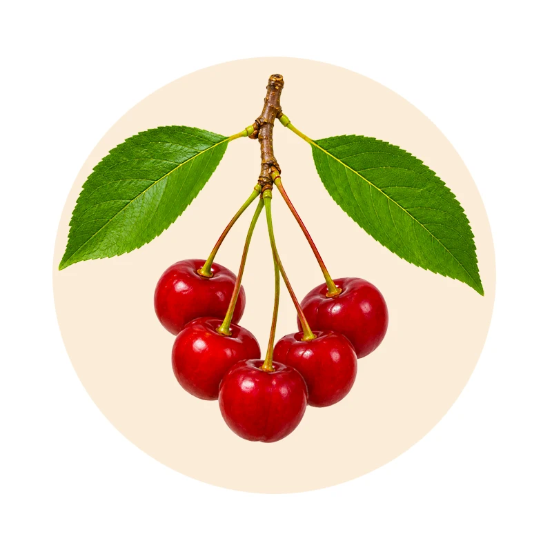 Sauerkirsche Prunus cerasus als Pflanzenrohstoff der Gichtan Rezeptur