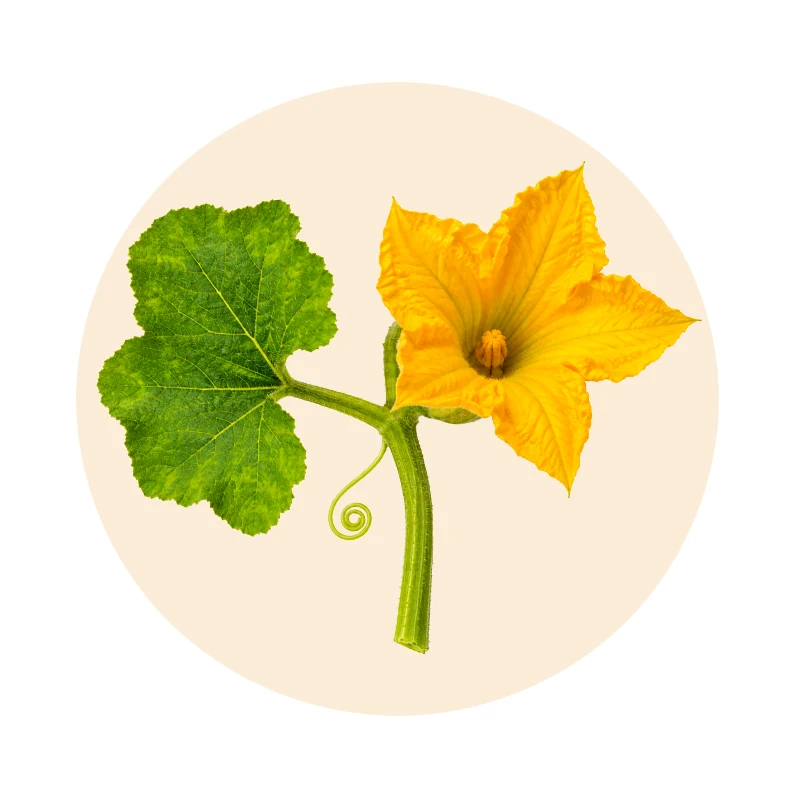 Moschus-Kürbis Cucurbita moschata als Pflanzenrohstoff der Gichtan Rezeptur
