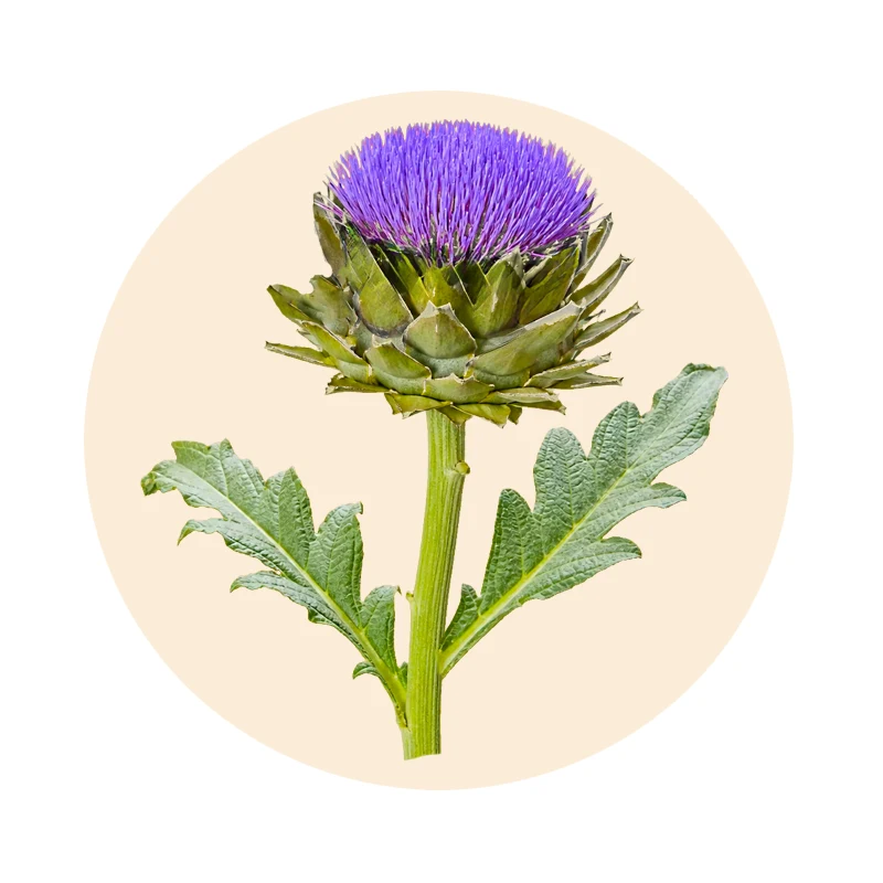 Artischocke mit violetter Blüte und grünen Blättern (Cynara scolymus)