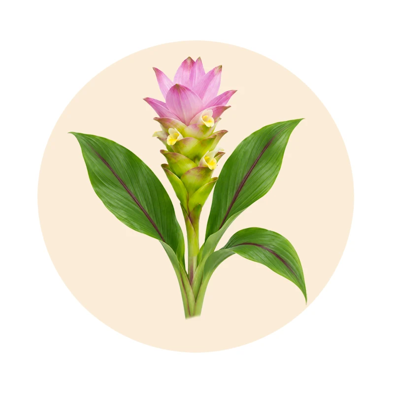 Zitwerwurzel Curcuma zedoaria als Pflanzenrohstoff der Gichtan Rezeptur