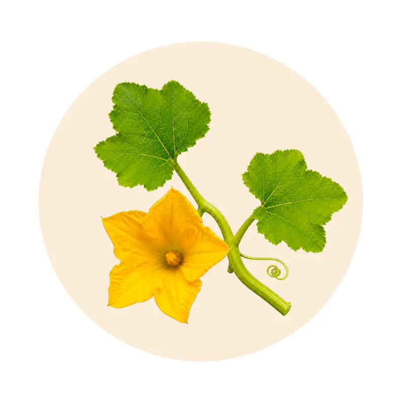 Gartenkürbis (Cucurbita pepo) als Herkunft des Kürbissamen-Extrakts in Urival