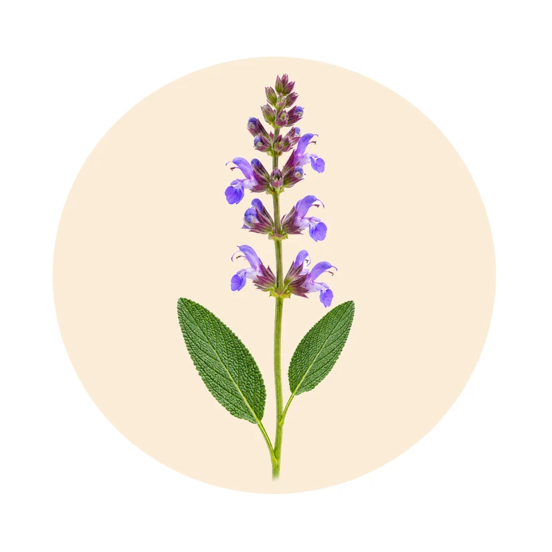 Salbei Salvia officinalis als pflanzlicher Bestandteil von Moveran