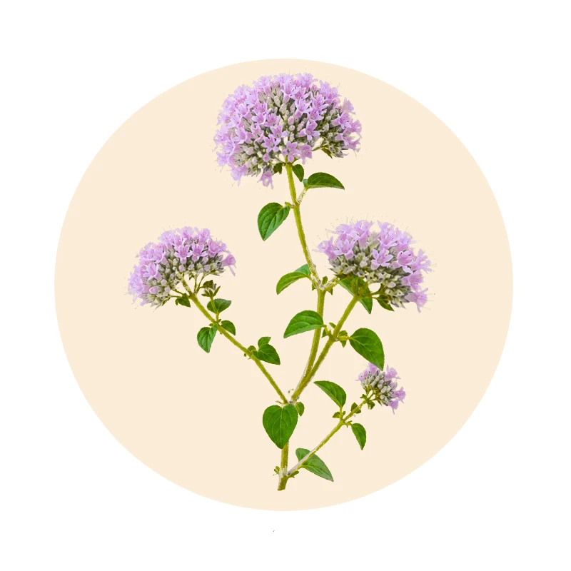 Oregano (Origanum vulgare) als pflanzlicher Bestandteil der Olvuson-Rezeptur
