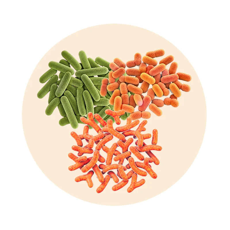 Probiotische Bakterienkulturen in Olvuson: Lactobacillus acidophilus, Lactobacillus rhamnosus und Bifidobacterium bifidum