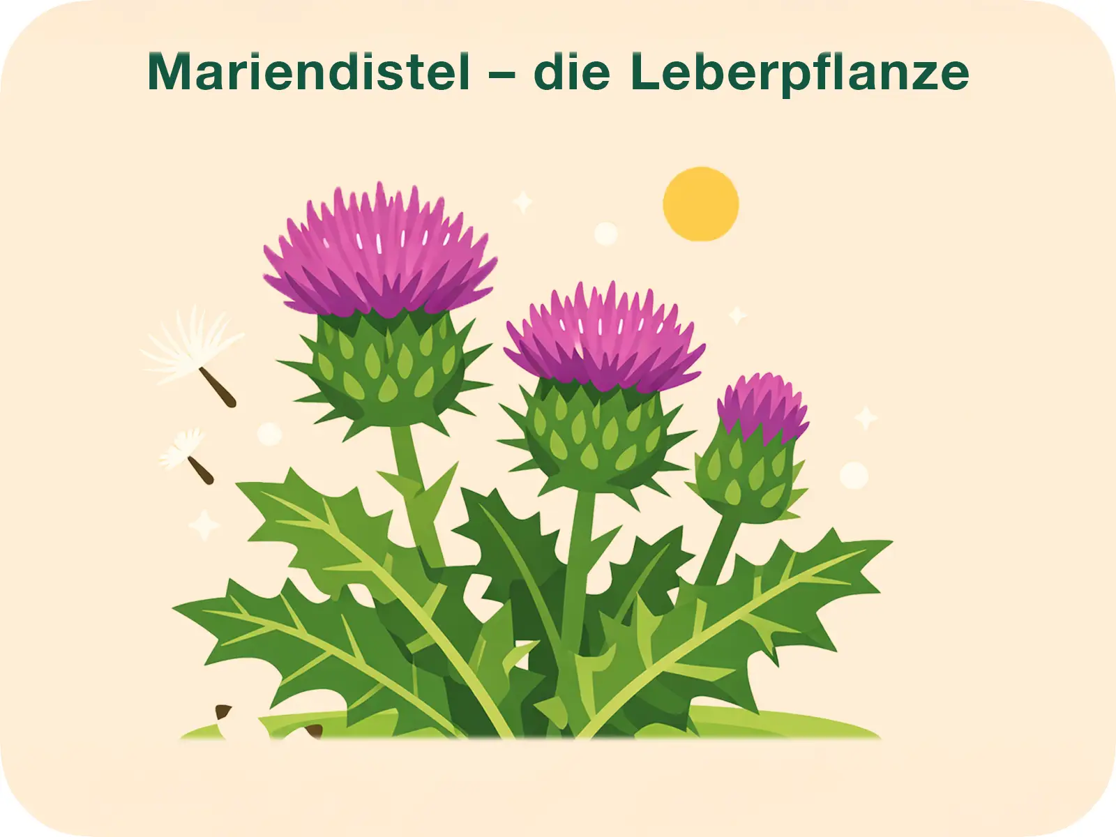 Mariendistel mit Blüte, Blättern und Samen